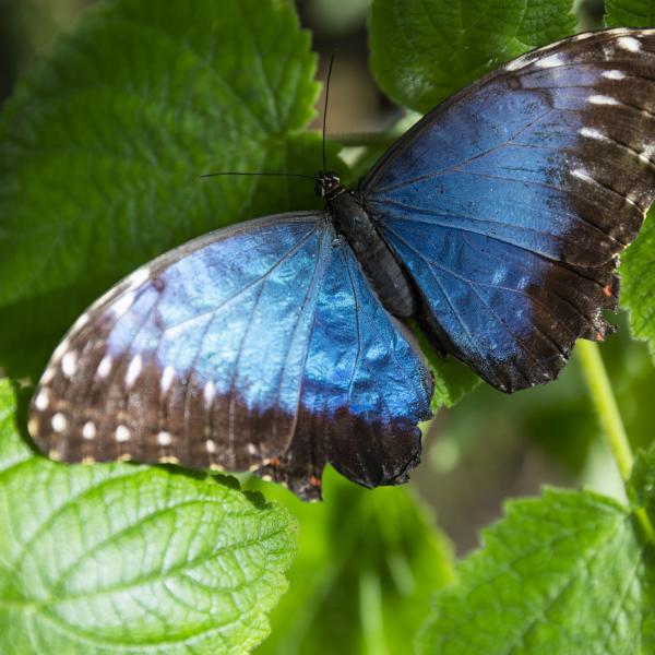 Malahide Butterfly Farm