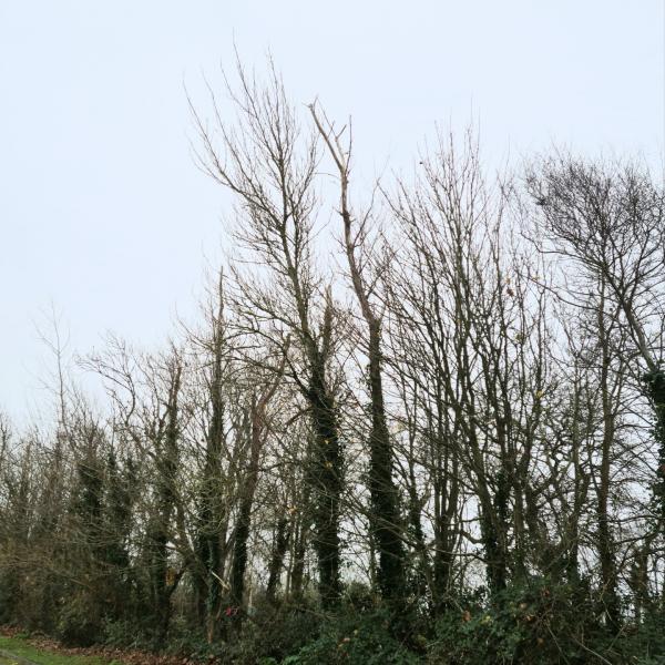 Some of the trees at Ardgillan Demesne that will be removed or pruned during this month’s planned works.