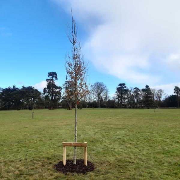 National tree week