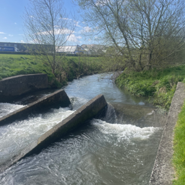 Ward River release fish population