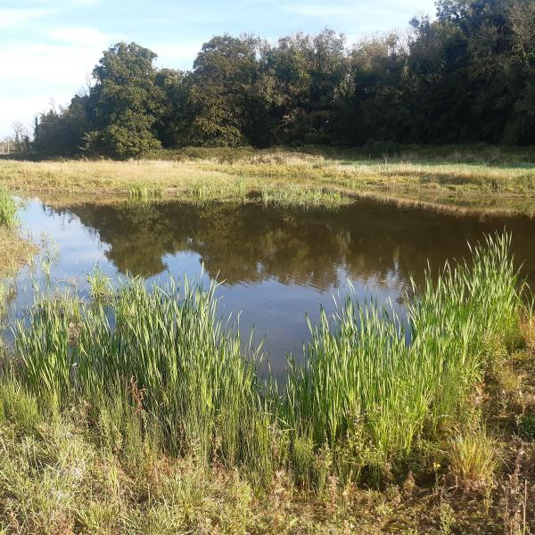 St Ita's wetland in Portrane has been restored