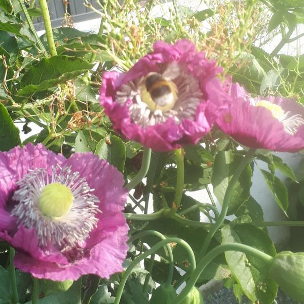 Gardening for Biodiversity with Aoife Munn