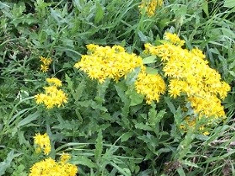 Ragwort