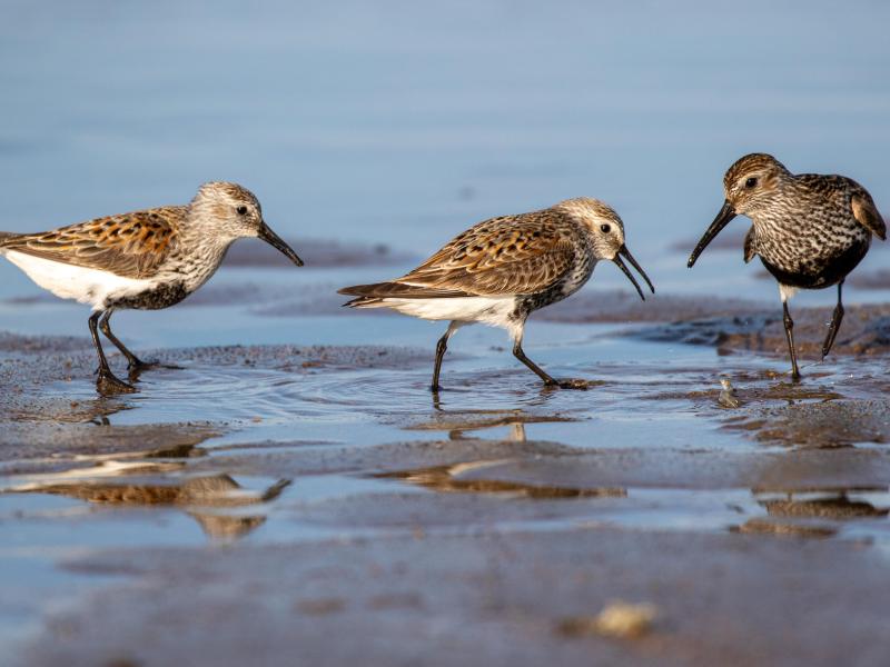 The Birds of Fingal