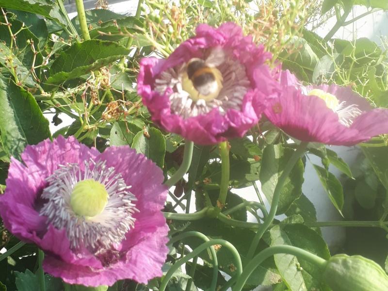 Gardening for Biodiversity with Aoife Munn