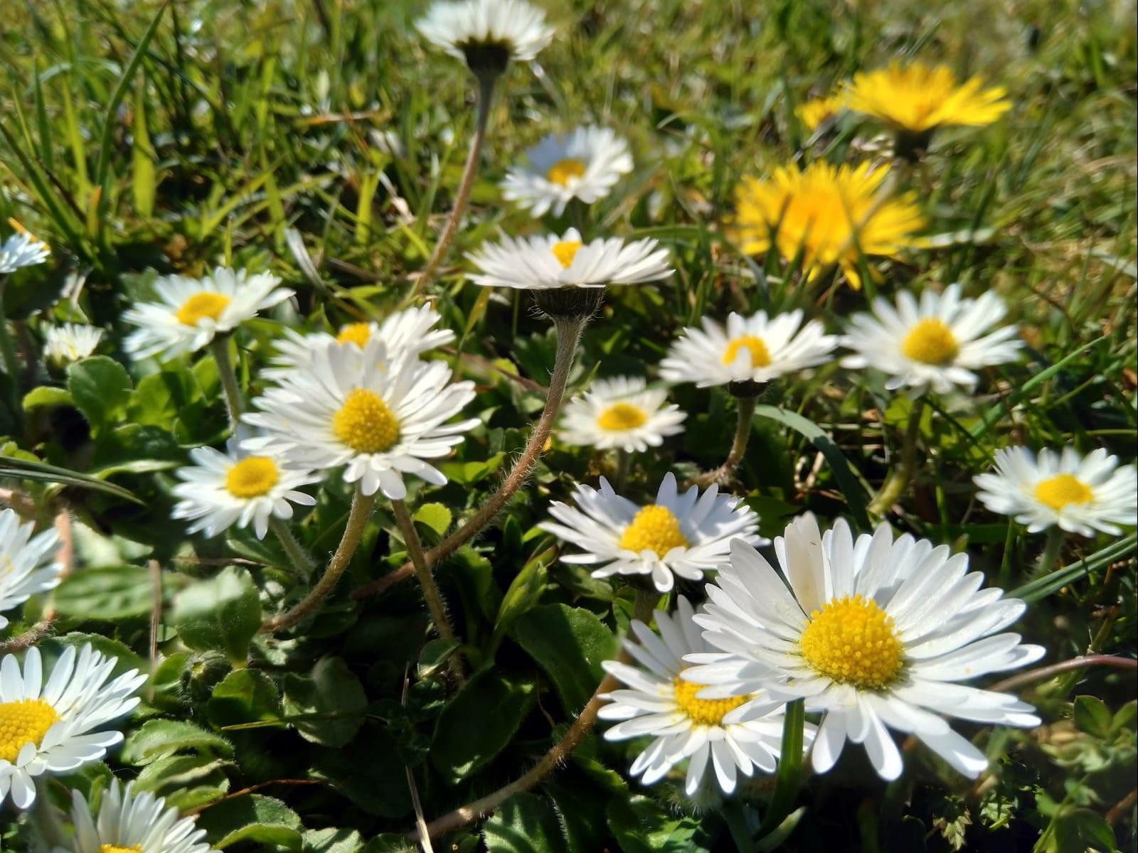 spring daisies