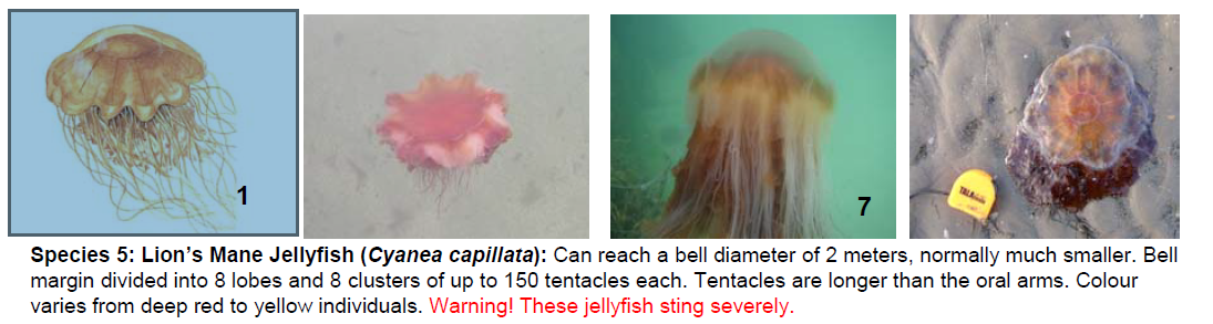 jellyfish