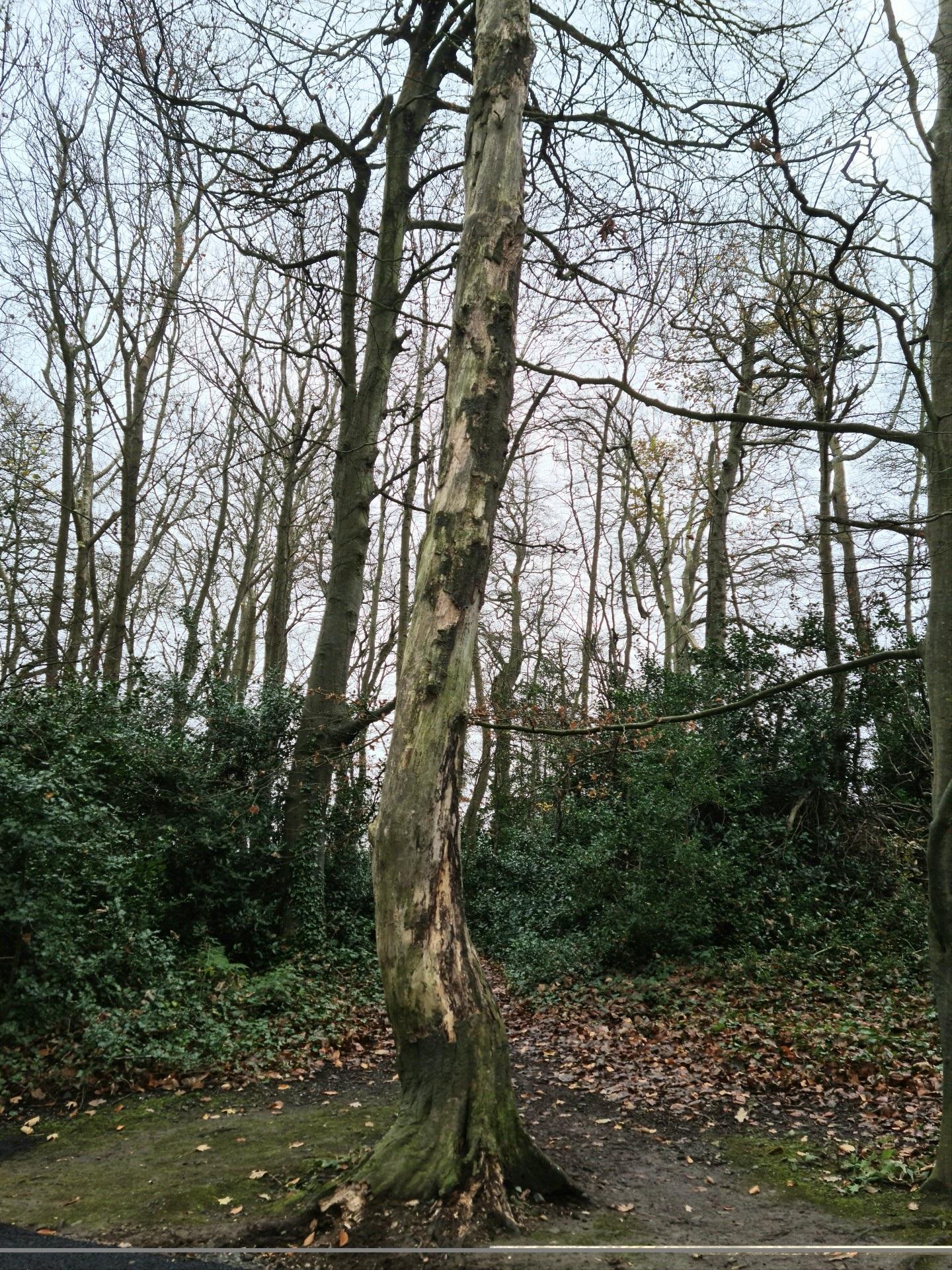 Some of the trees at Ardgillan Demesne that will be removed or pruned during this month’s planned works.