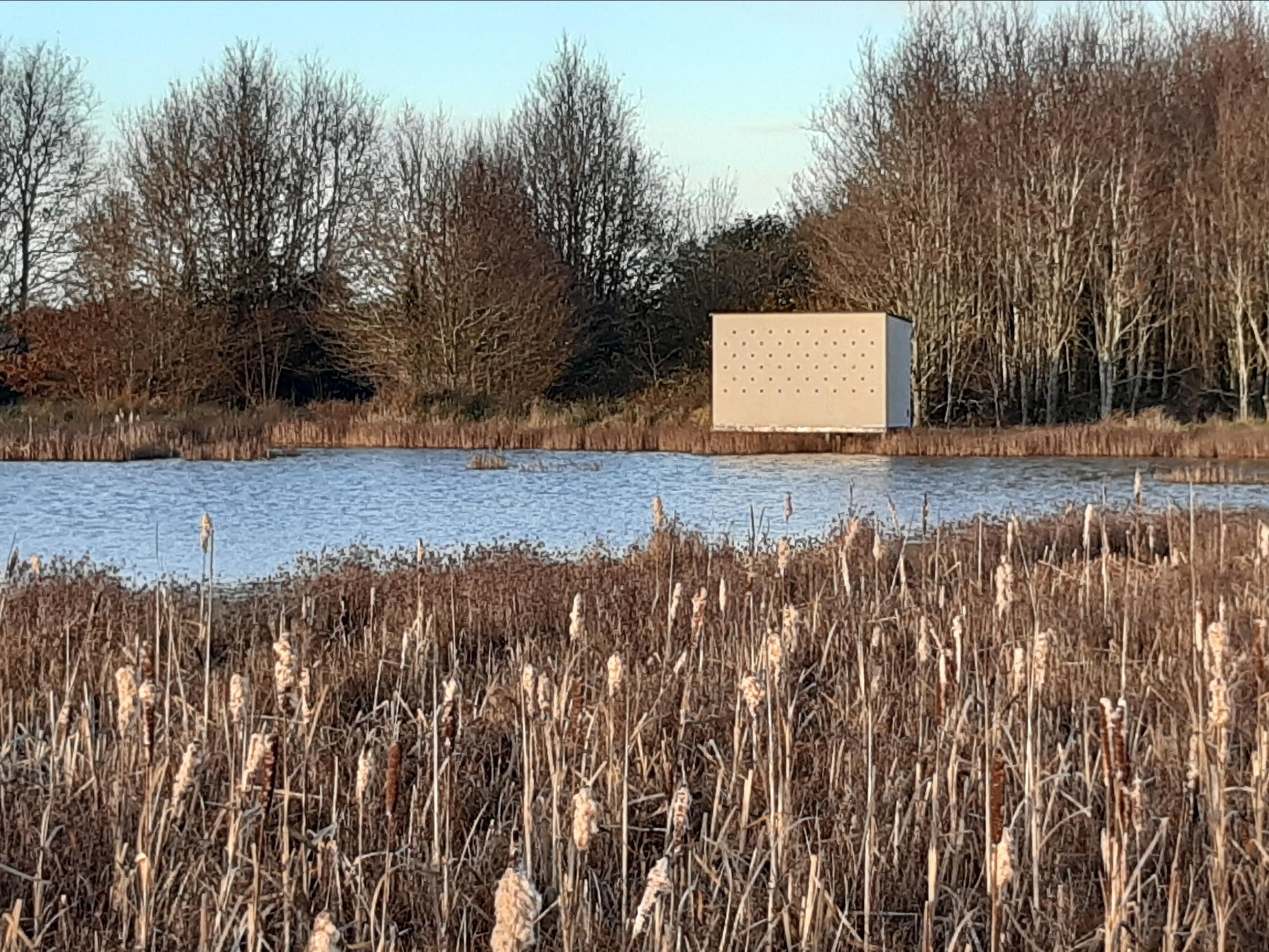 Turvey wetland 1