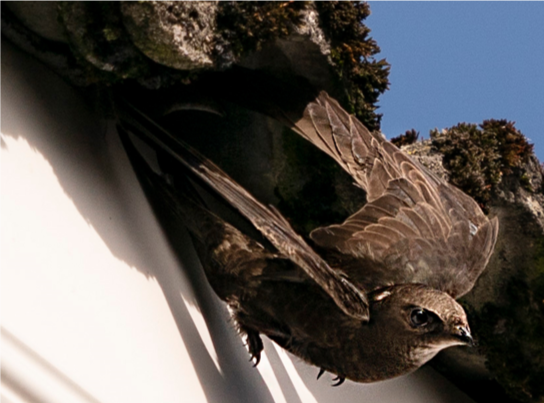 Birdwatch Ireland