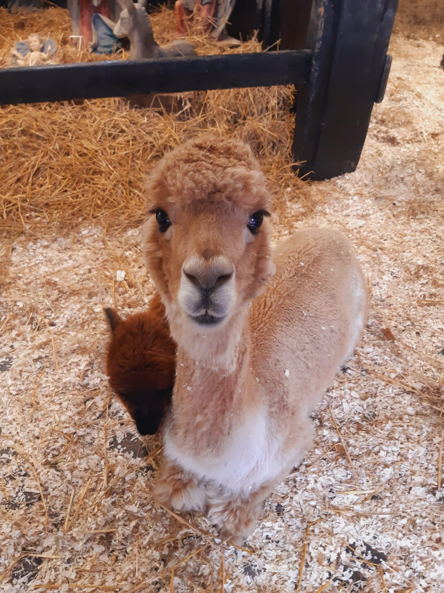 Baby 'cria' or Alpace joins the nativity at Newbridge House Donabate