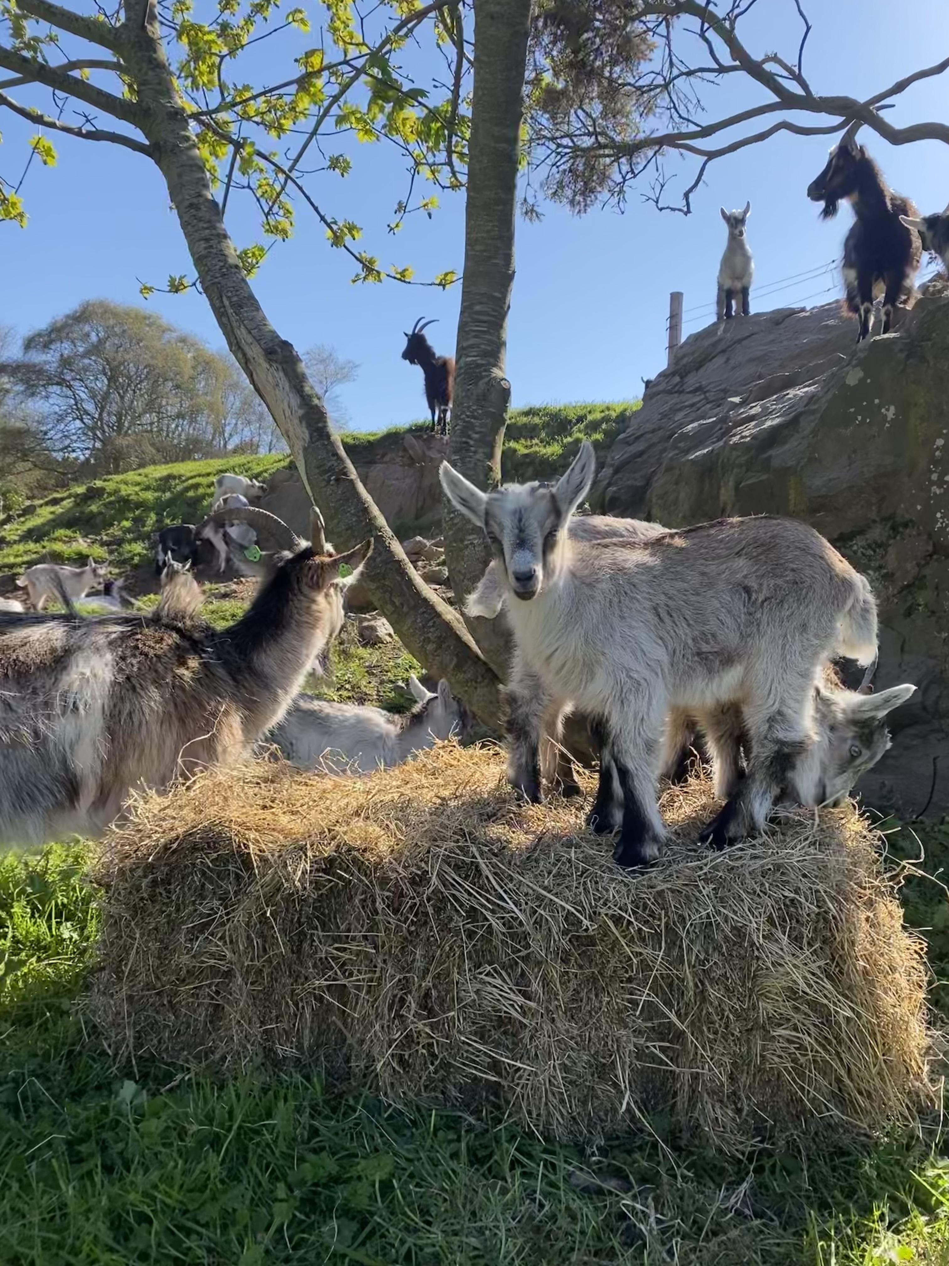 Howth Goats