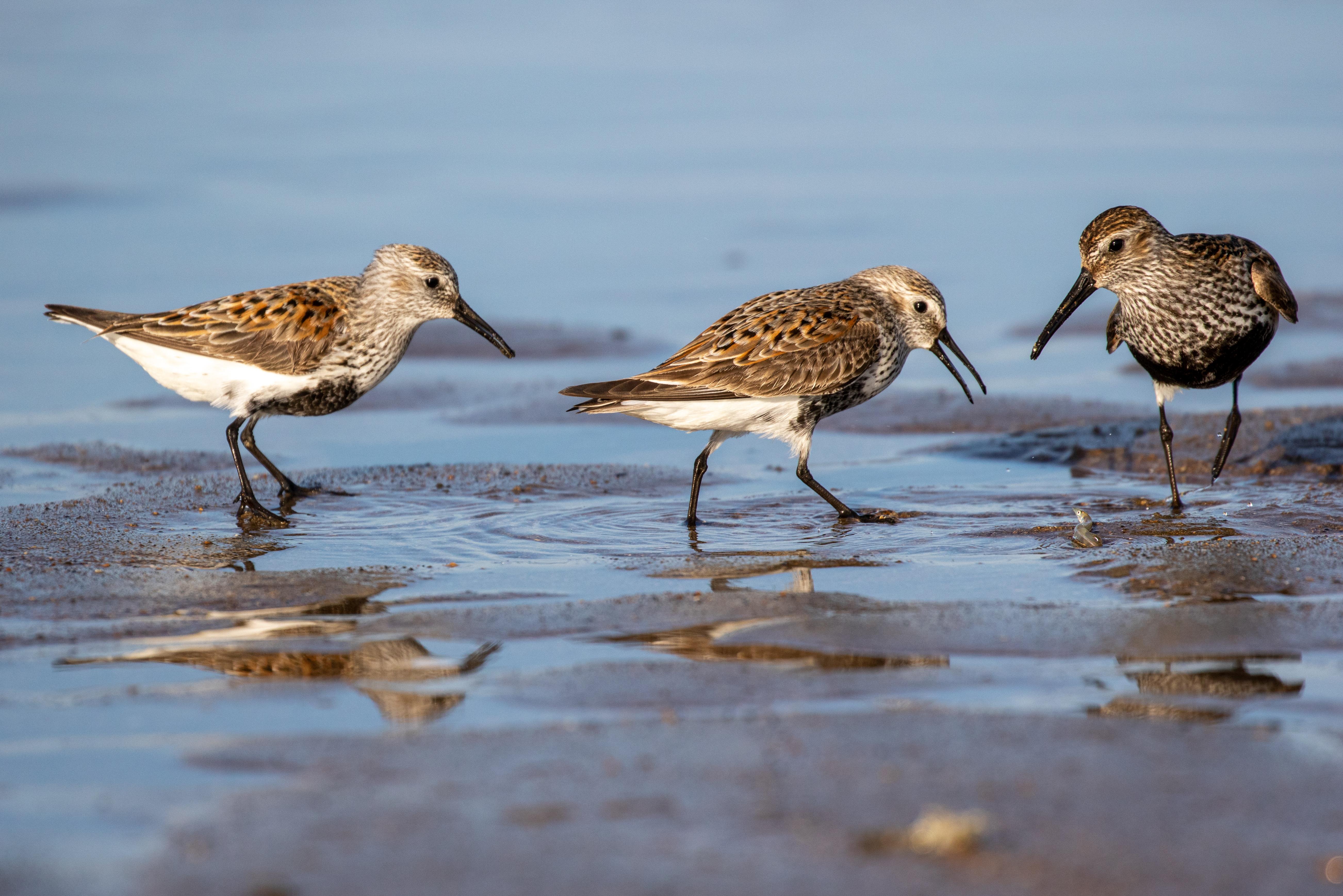 birds of fingal