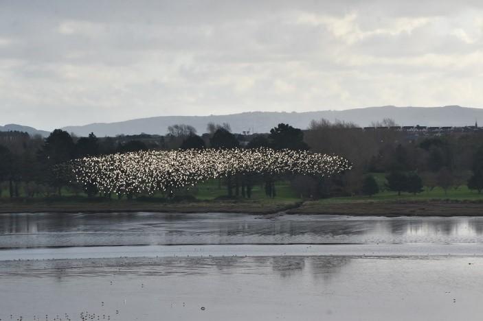 Birds over the Estuary courtesy of Mick Mongey