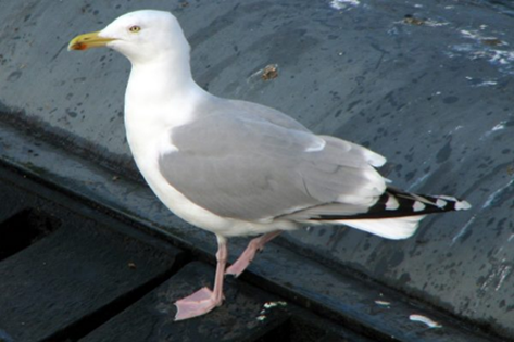 seagull