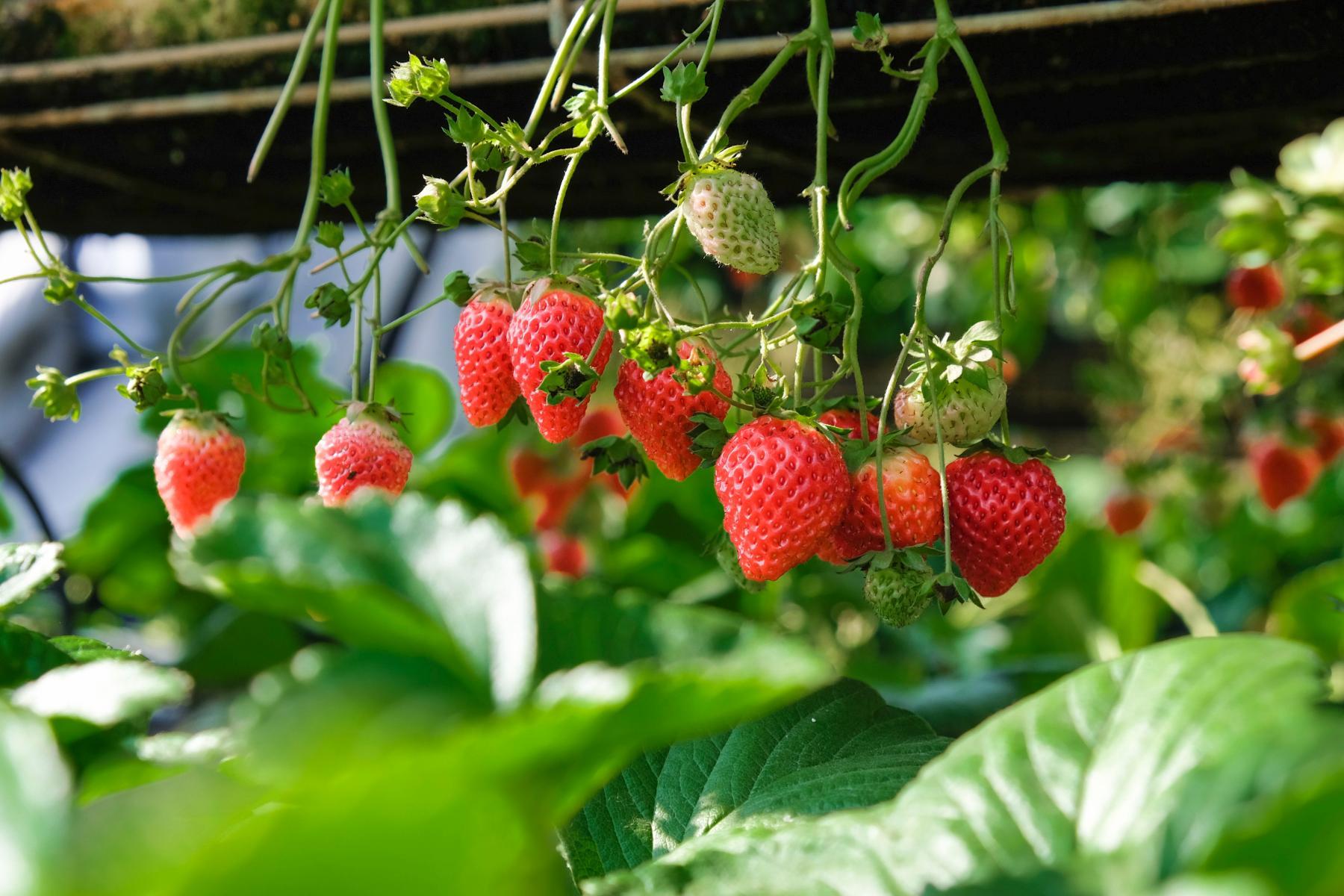 Strawberry Beds Cultural and Creativity baseline study