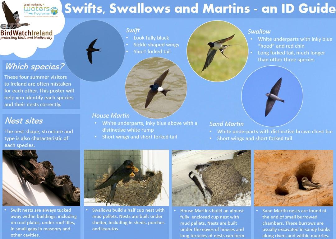 Swifts swallows and Martins a Guide Birdwatch Ireland