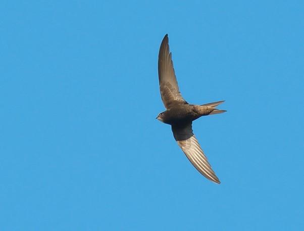 swift in flight (Photo by Stefan Berndtsson, 