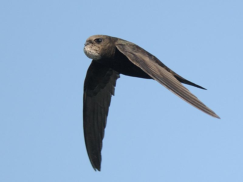 Swift carrying a bolus