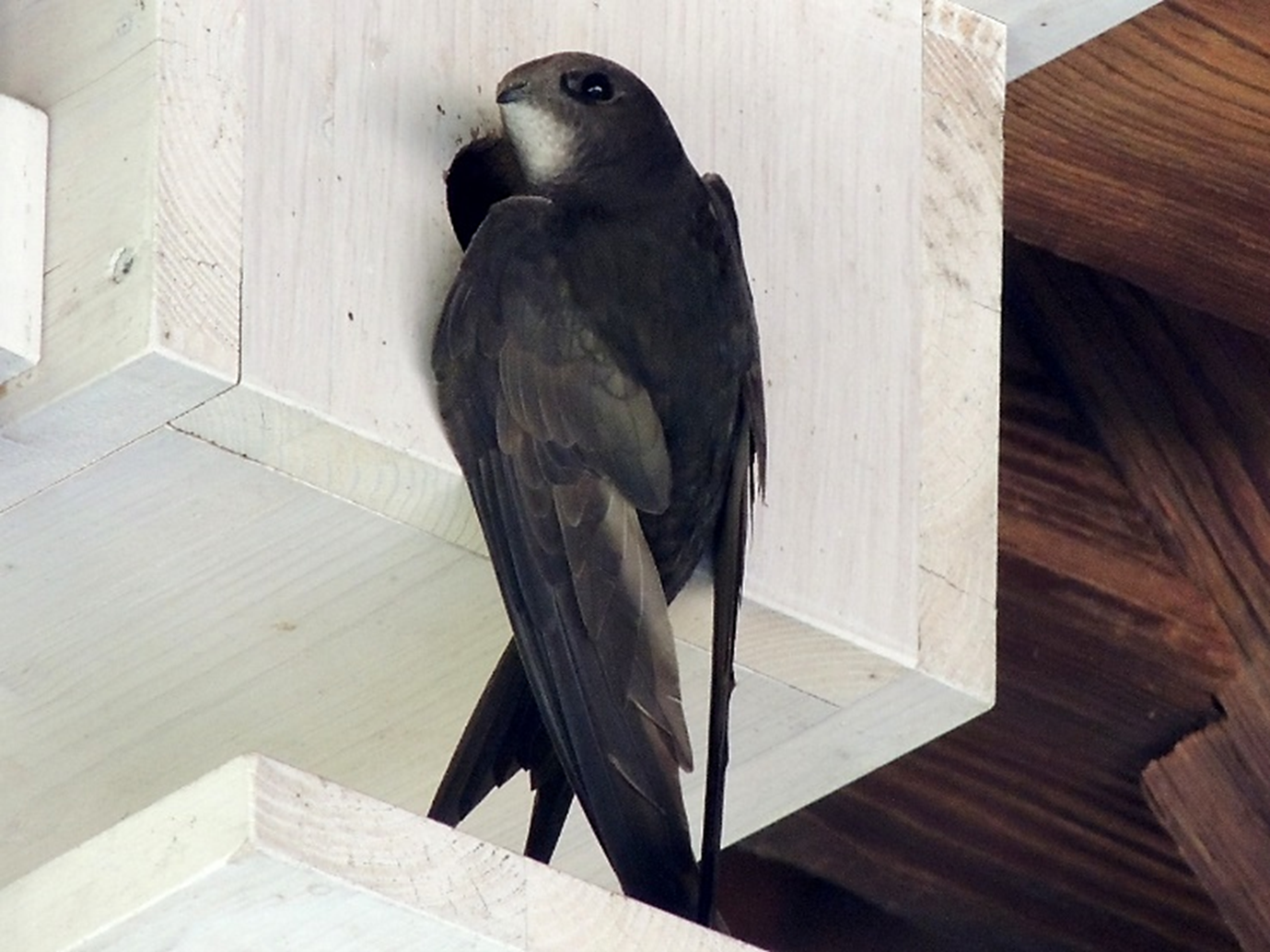 Swift entering a nest box by Peter Ertl