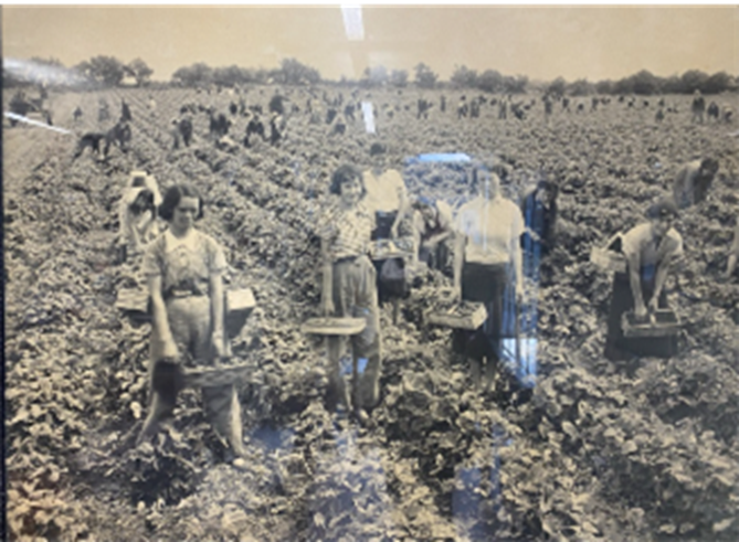 Fruit picking c.1940 Lambs Fruit Farm, Courtesy of the Donabate Historical Society Museum