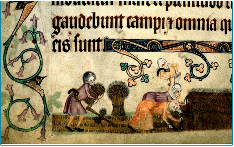 Harvesting image (from Luttrell Psalter manuscript) (Luttrell Psalter is justifiably considered one of the British Library’s greatest treasures.  It was created c. 1320-1340 in Lincolnshire, England, and takes its name from its first owner and patron, Sir Geoffrey Luttrell (1276-1345).