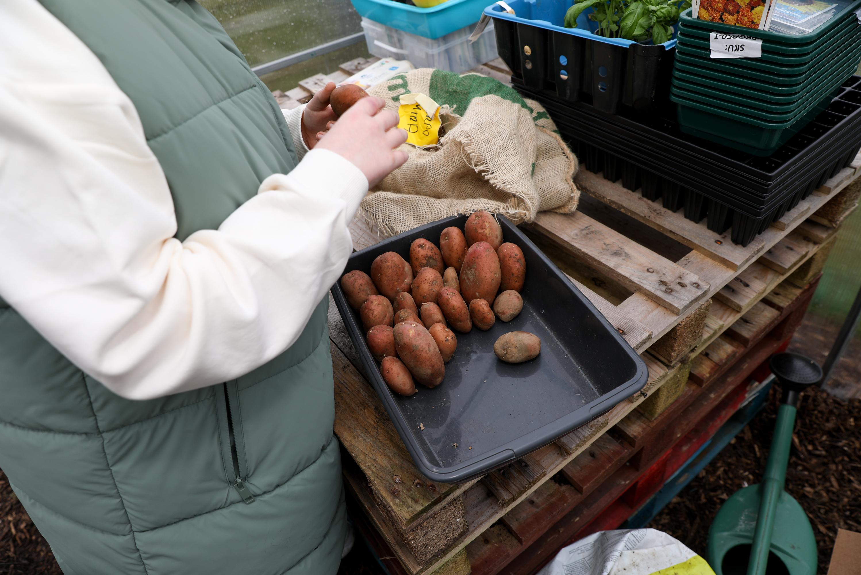 Keen to be Green community garden potatoes